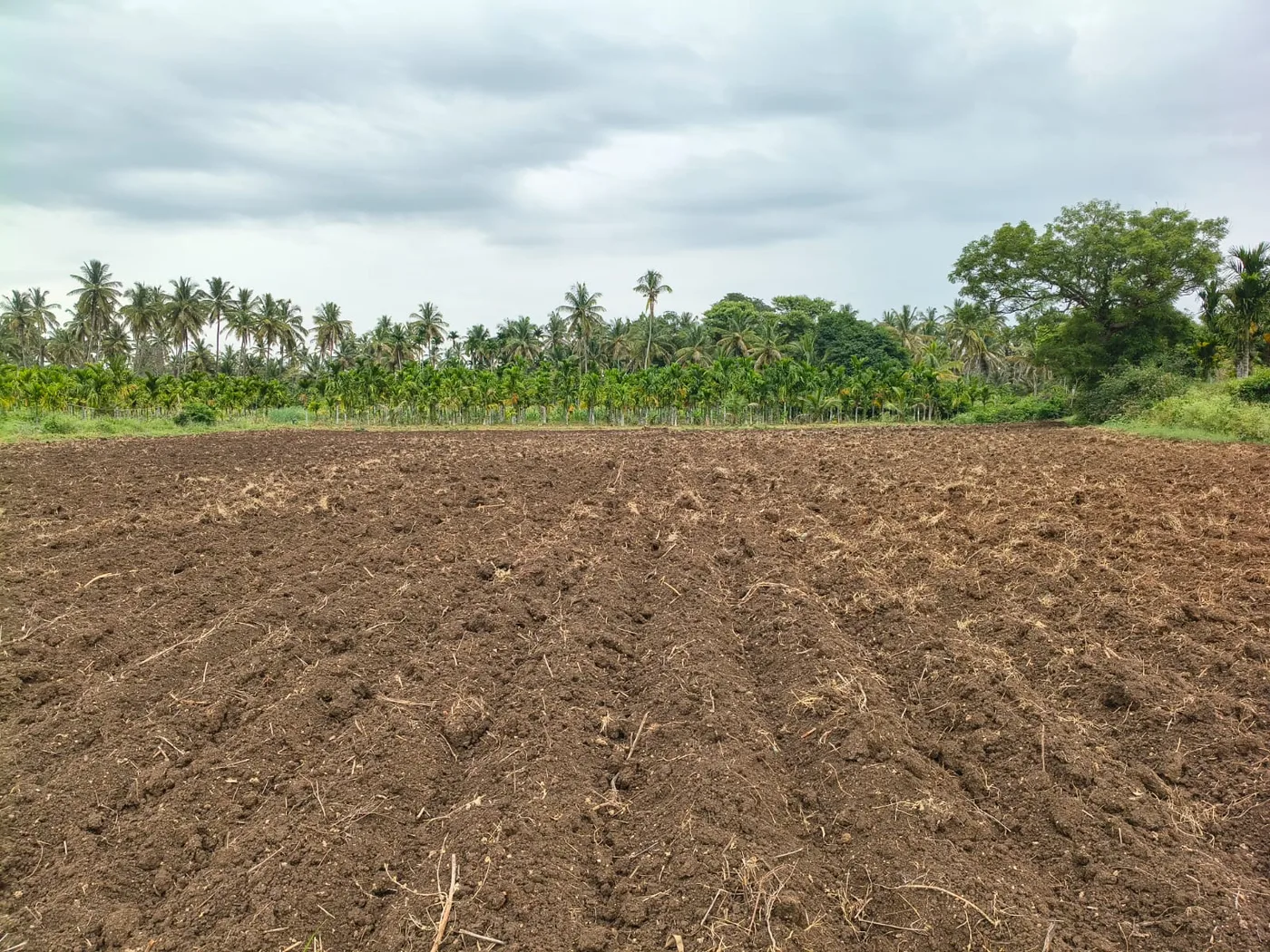 2 Acres 20 Guntas Fertile Agriculture Land For Sale Between Hassan And Belur  Near Halebeedu, Hagare & Pushpagiri Mutt