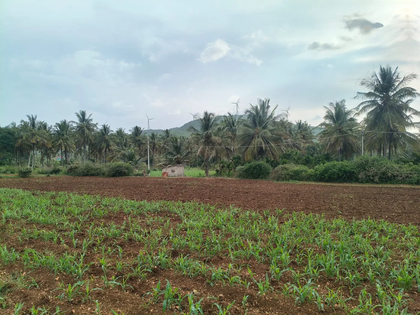 1 Acre 8 Guntas Fertile Red Soil Agricultural Land For Sale In Hassan  Near Halebeedu Road, Hagare & Aduguru