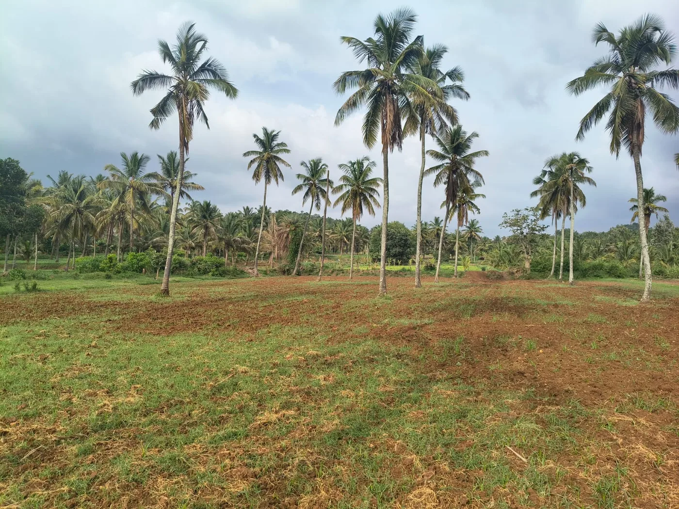 1 Acre 14 Guntas Fertile Red Soil Agricultural Land for Sale Near Hassan – 20 KM from Hassan City