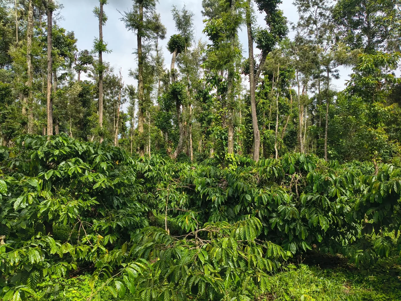 3 Acres Well-Maintained Coffee Plantation For Sale Between Sakleshpur And Belur