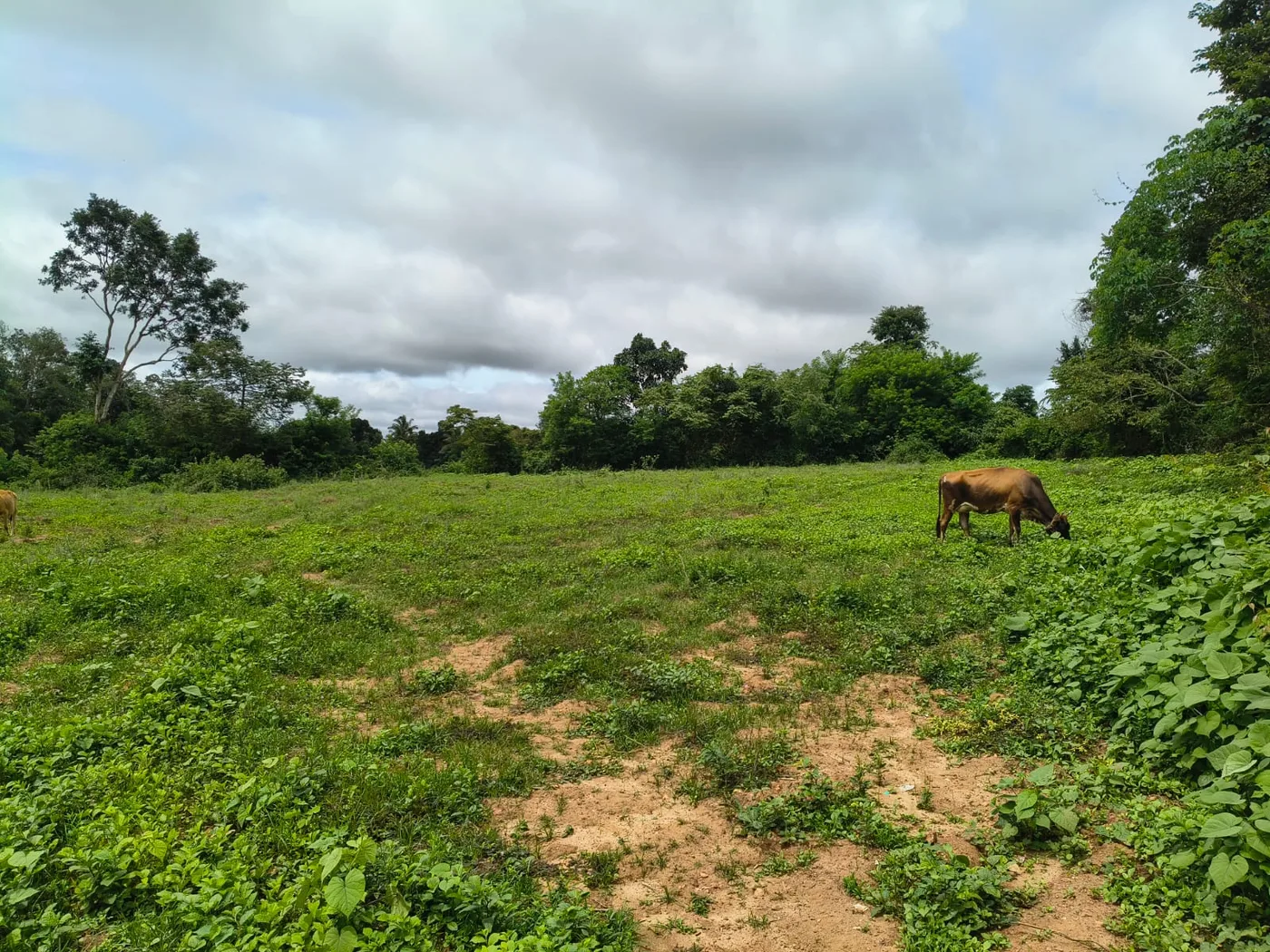 2 Acres Fertile Agriculture Land for Sale Between Sakleshpur and Hassan Near Palya | NH 75 Connectivity