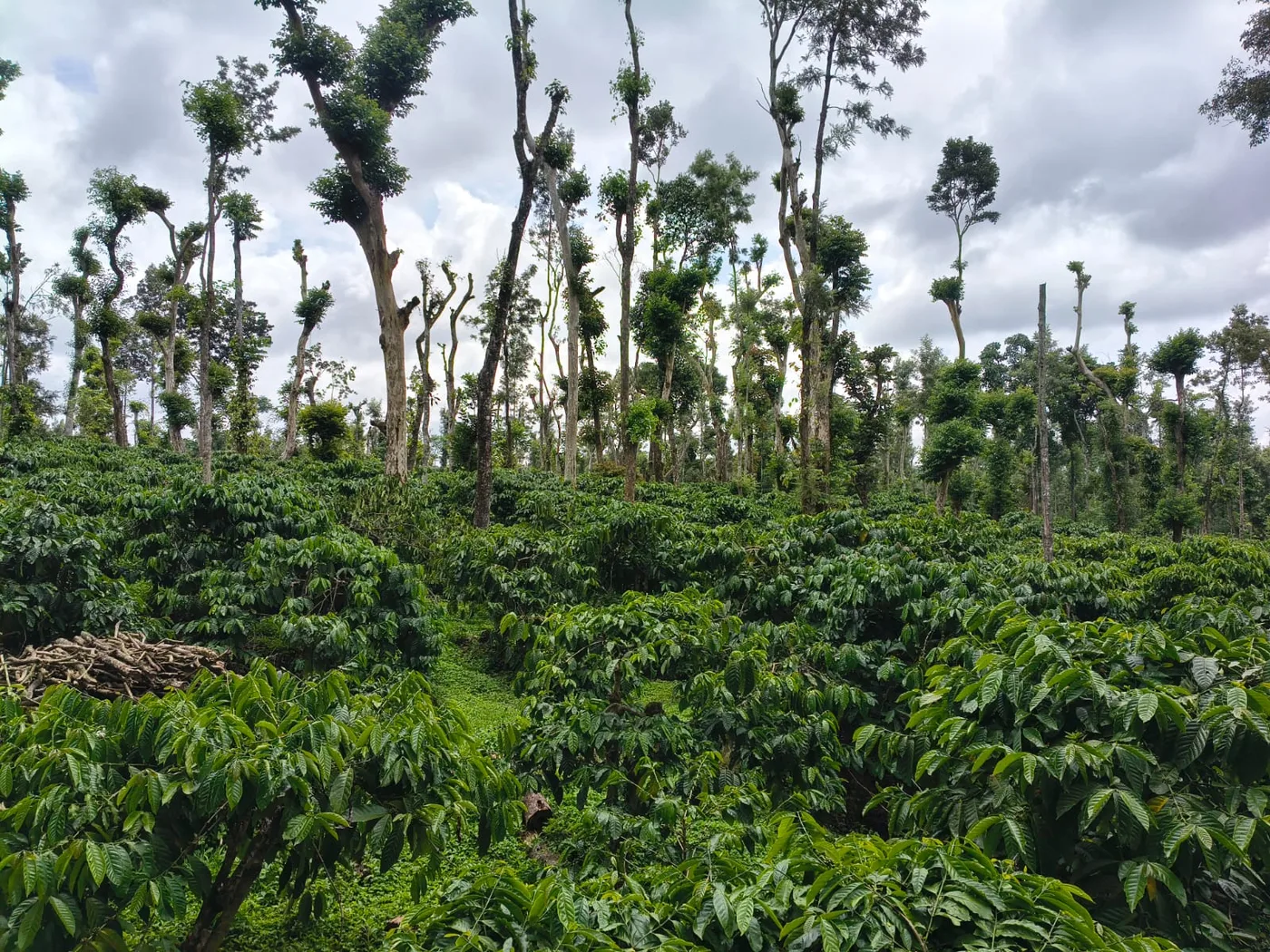 3 Acres Well-Maintained Coffee Estate for Sale in Sakleshpur – Just 150 Meters from State Highway