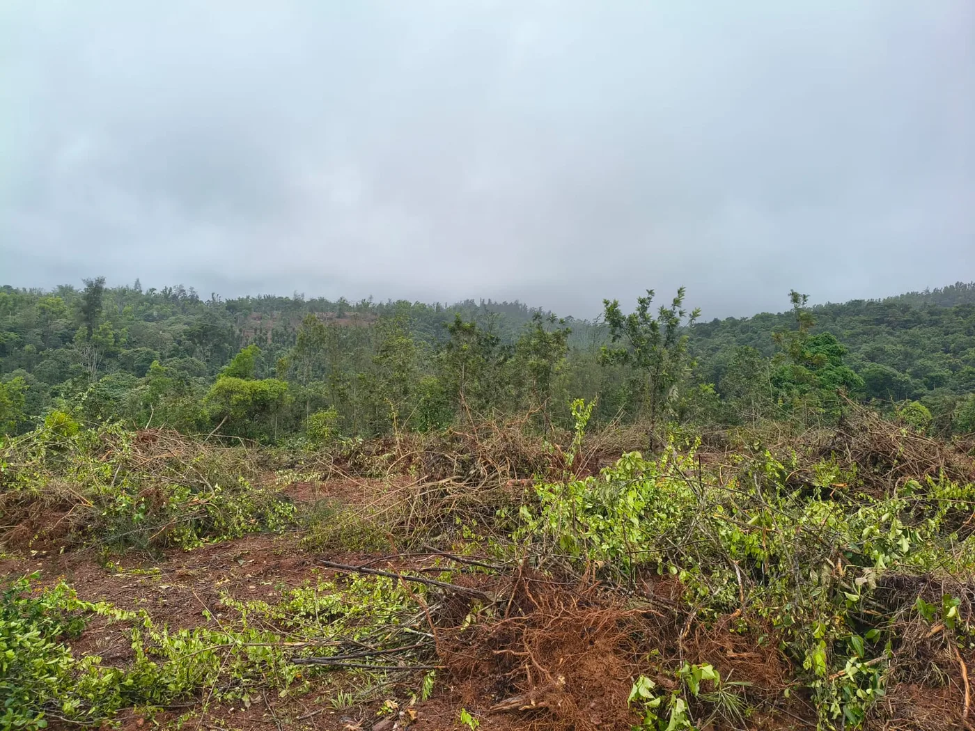 7 Acres Scenic View Land for Sale in Sakleshpur – Ideal for Homestay, Resort, Farmhouse & Coffee Plantation