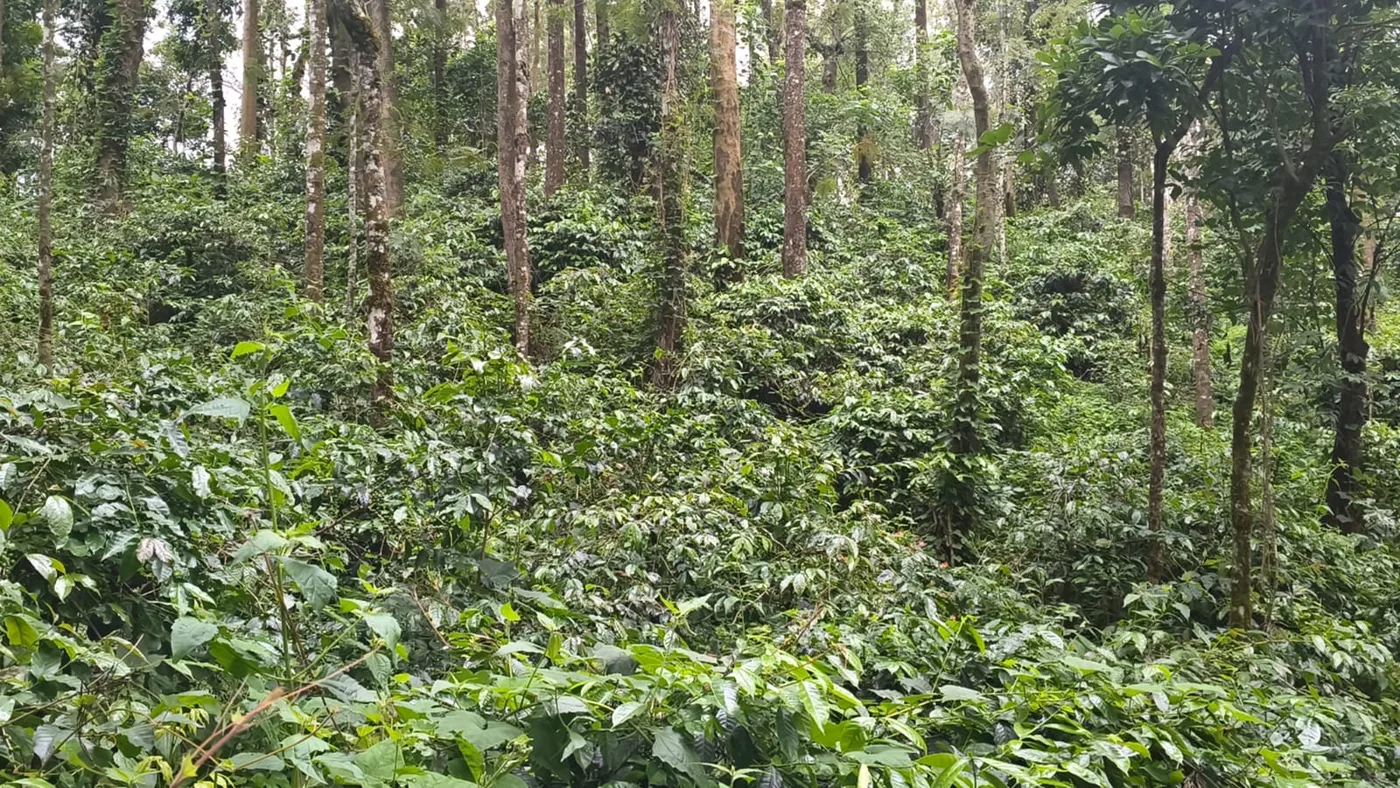15 Acres Prime Coffee Estate for Sale in Chikmagalur Near State Highway