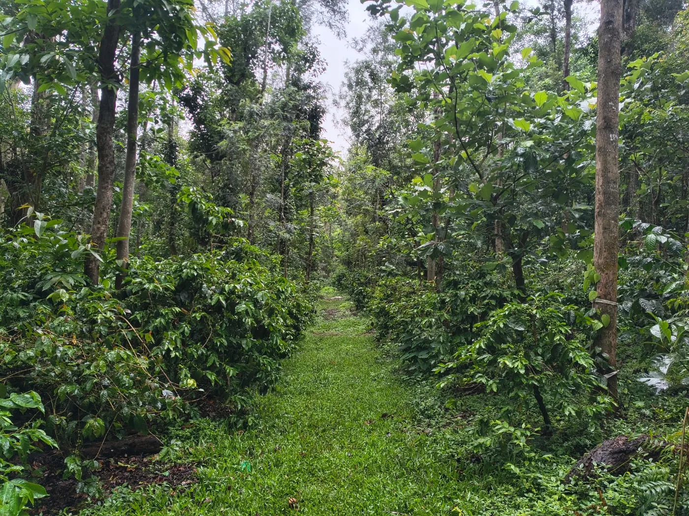 3 Acres Coffee Estate for Sale in Somwarpet Kodlipet, Coorg Border with 4.5 Acres Boundary Plantation