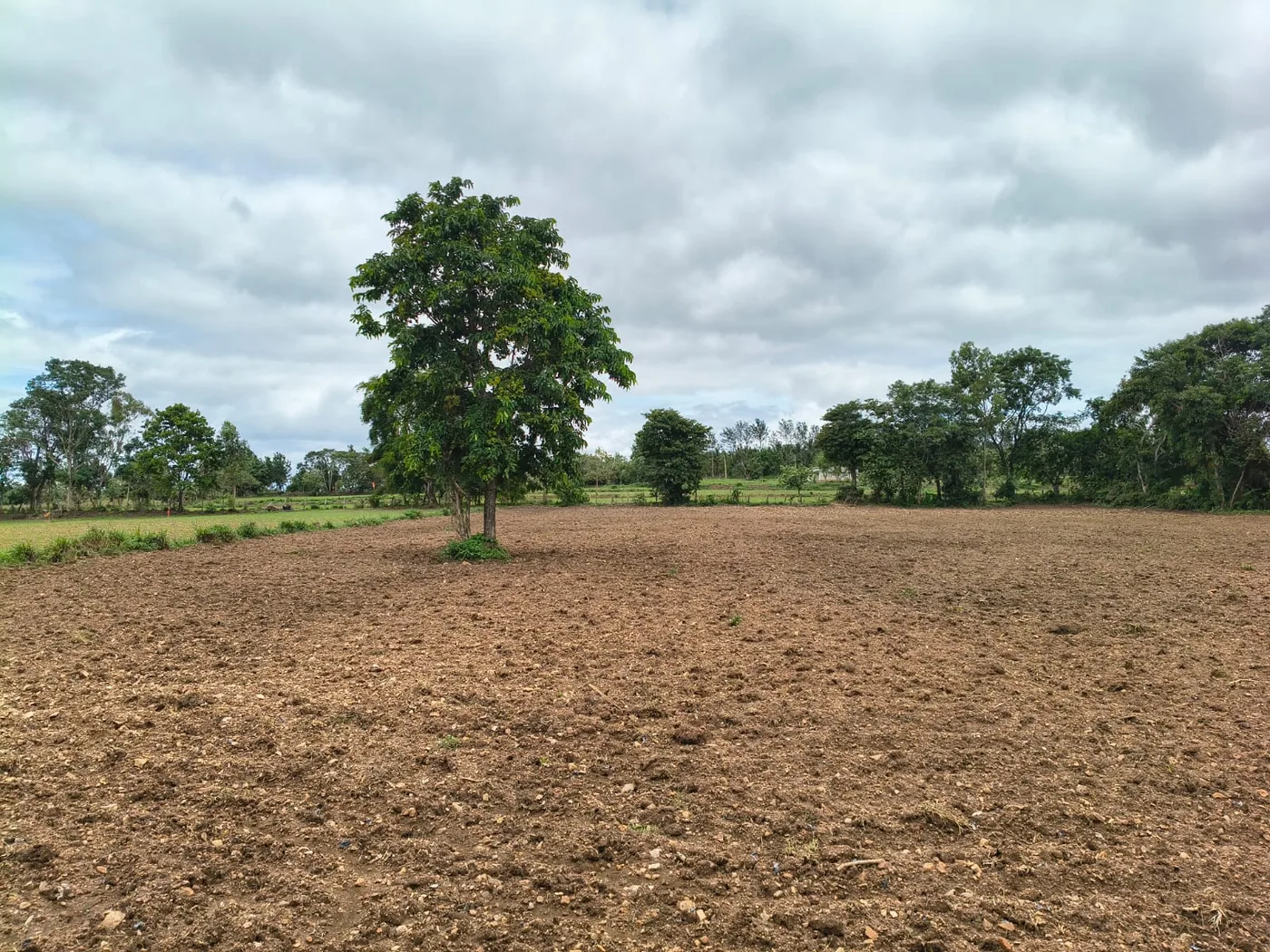 2 Acres Fertile Agricultural Land for Sale in Alur, Hassan | Flat Fenced Farmland Near Town