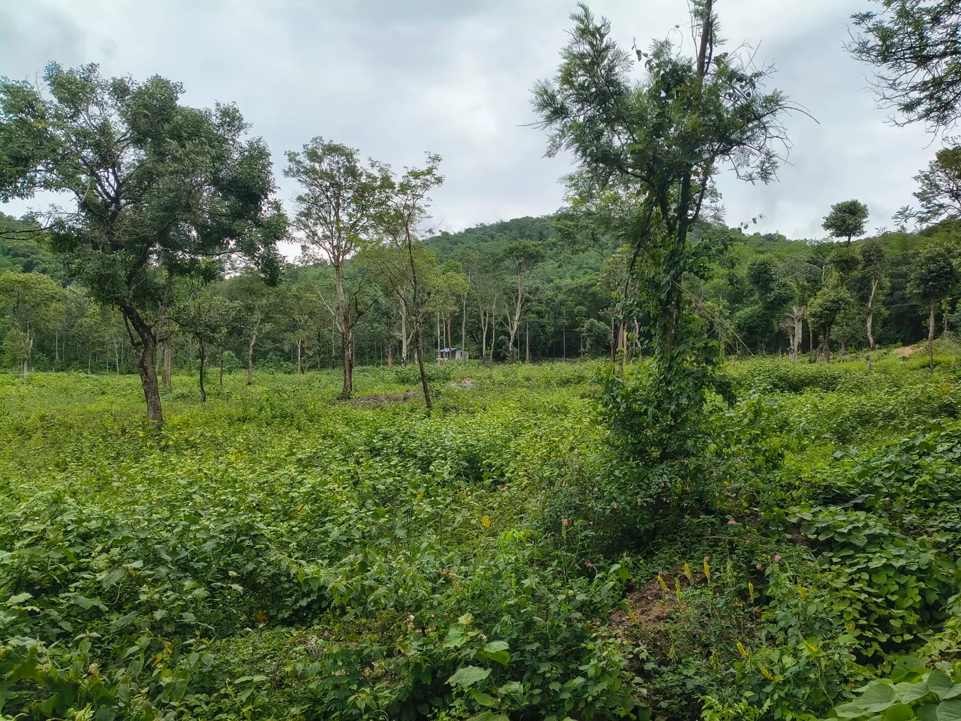 5 Acres Scenic Agriculture Land for Sale in Alur, Hassan Near Magge