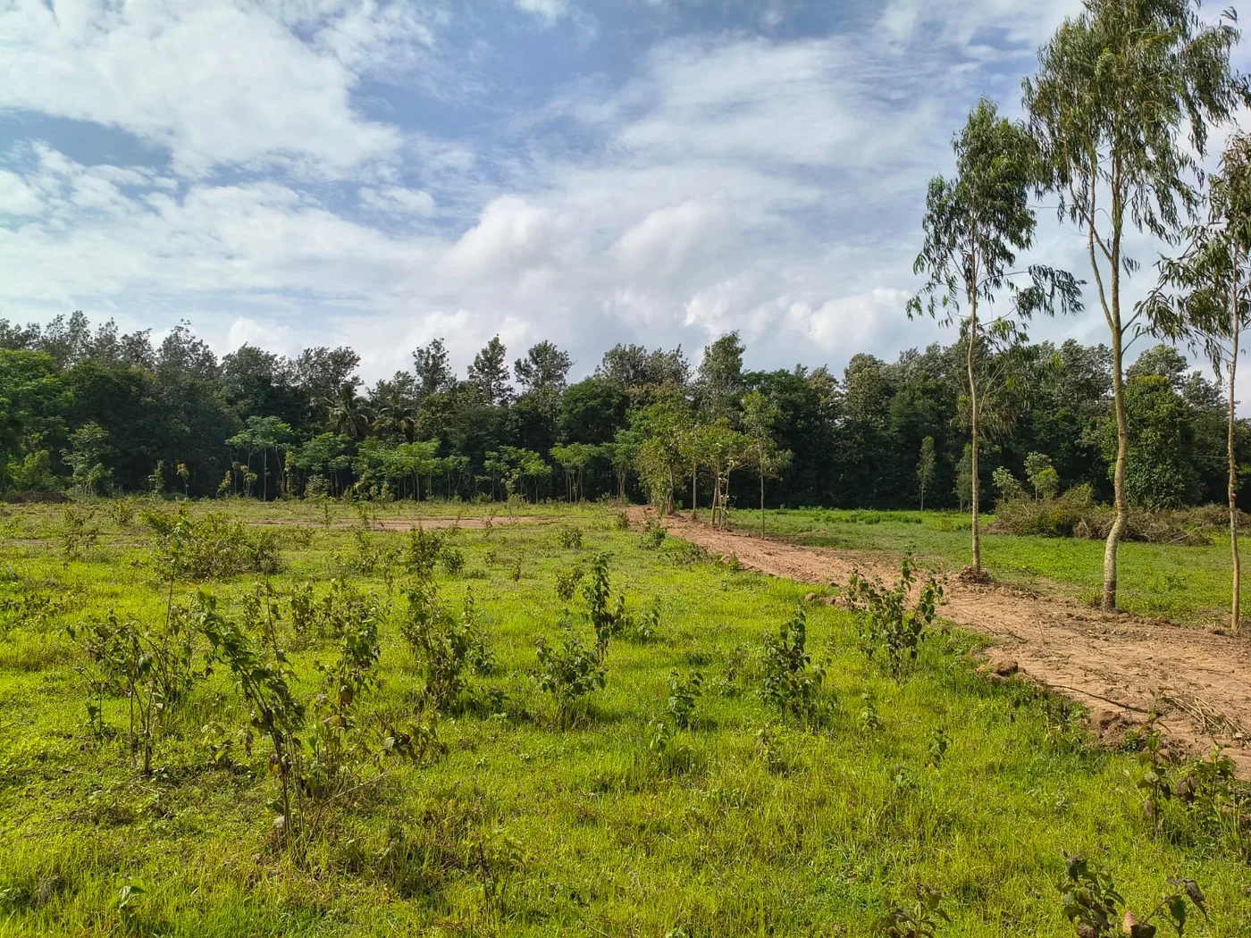 3 Acres Fertile Agriculture Land for Sale Between Sakleshpur and Belur | Near Backwaters & State Highway