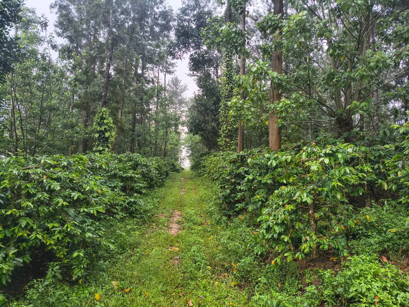 4 Acres Resort Conversion Coffee Estate for Sale in Sakleshpur | Near NH 75 & Town