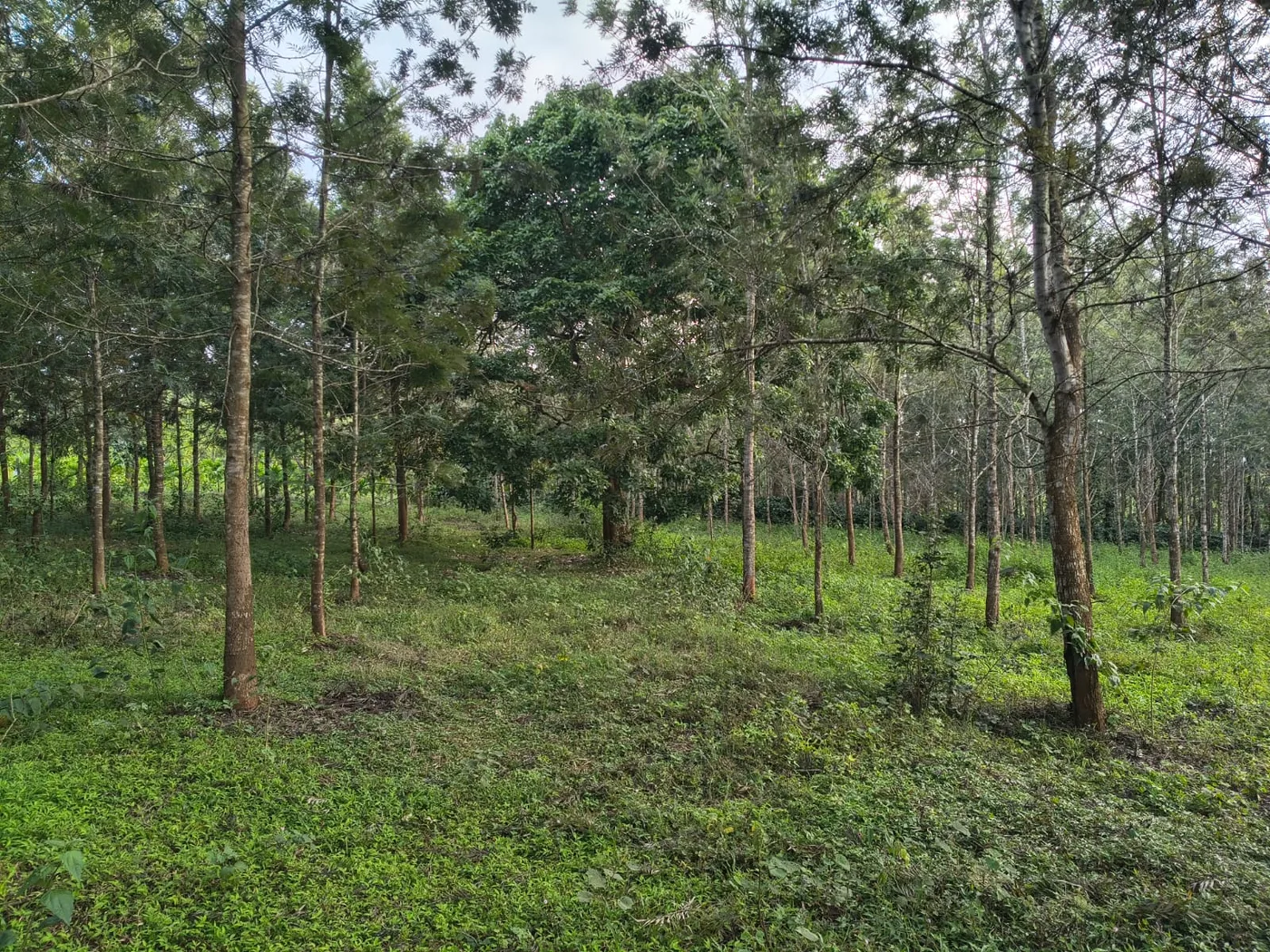 2 Acres Agricultural Land for Sale near Mallipatna, Arkalgud – Close to Kodlipet