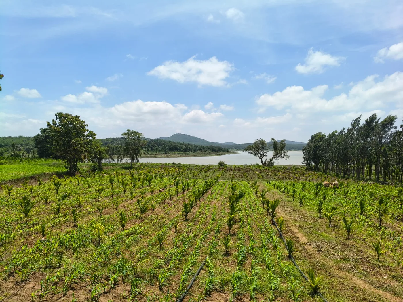 1.75 Acres Scenic Hill and Backwaters View Farm Land for Sale Near Kodlipet–Mallipatna, Hassan