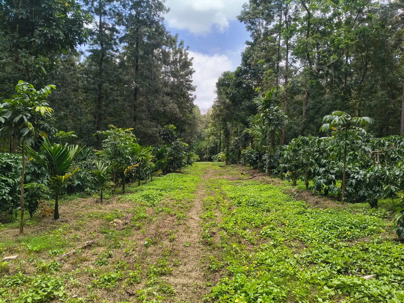 10 Acres Multi-Crop Coffee Estate For Sale Near Kodlipet, Somwarpet Taluk