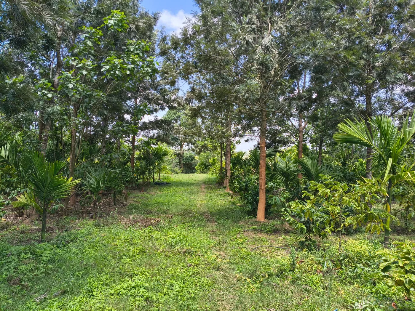 4 Acres Fenced Agricultural Land With Coffee, Arecanut And House For Sale Near Mallipatna, Arkalgud  Hassan
