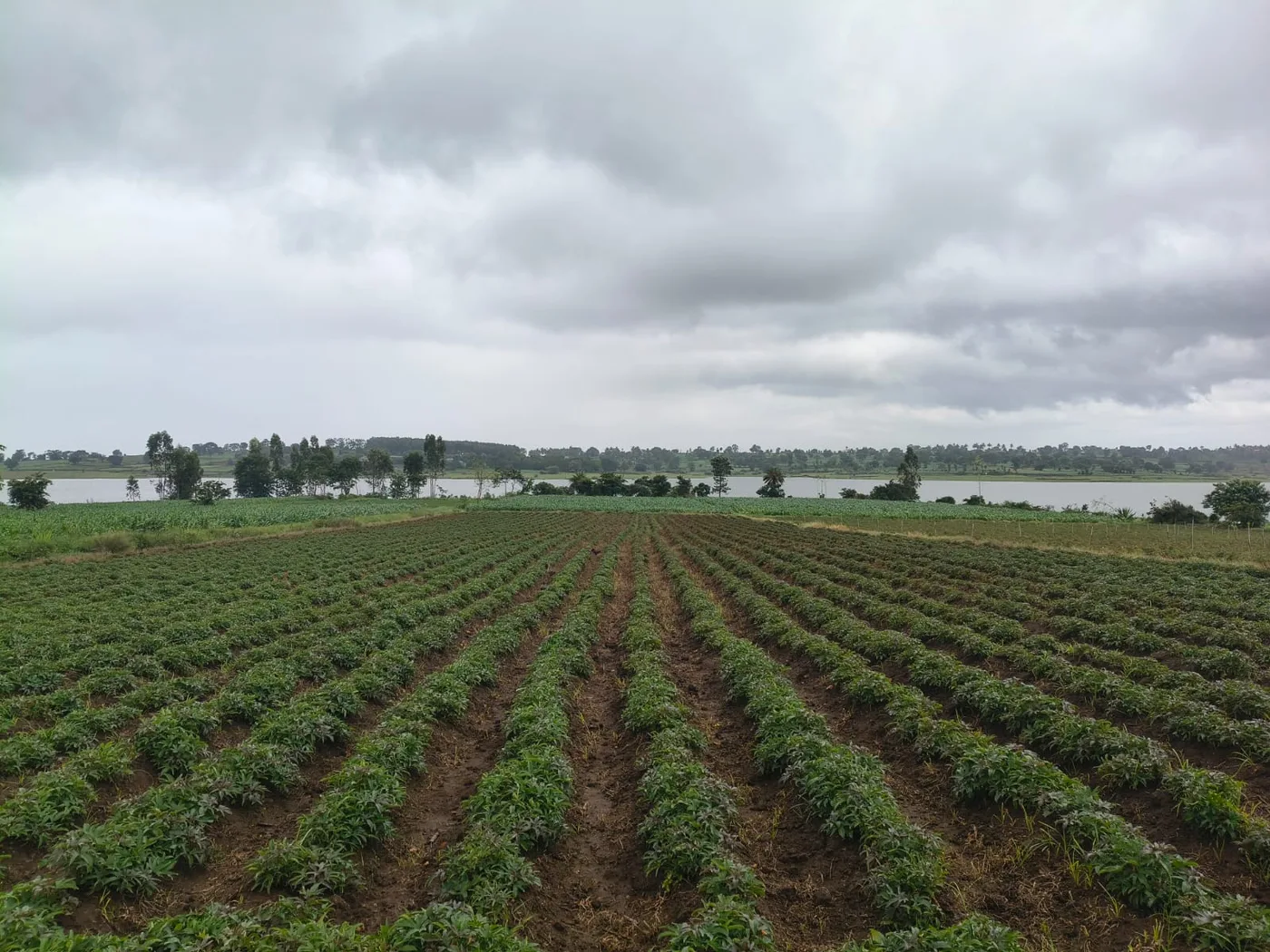 3 Acres Backwater-Touching Scenic Agricultural Land For Sale In Hassan