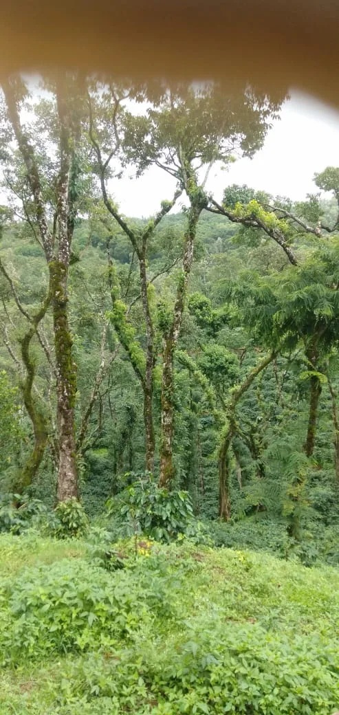 300-Acre Historic Coffee Estate For Sale Near Balehonnur, Chikkamagaluru