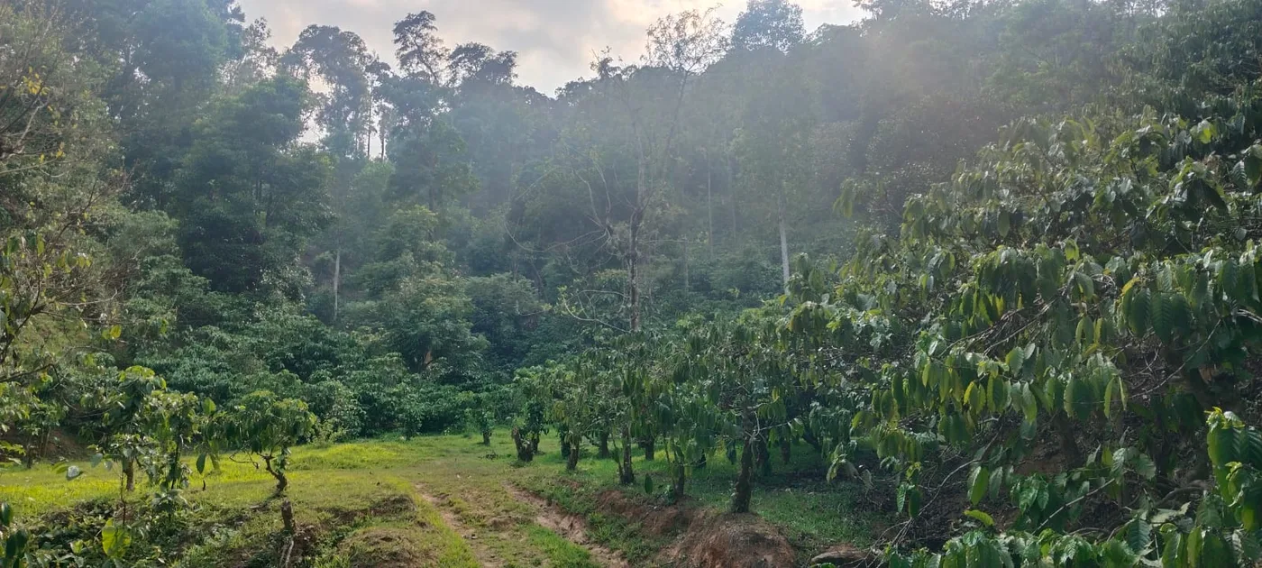 220-Acre Premium Coffee Plantation Land For Sale In Mudigere, Chikkamagaluru