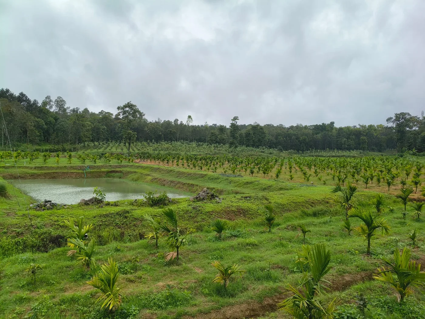 10 Acres Coffee & Arecanut Plantation For Sale In Sakleshpur