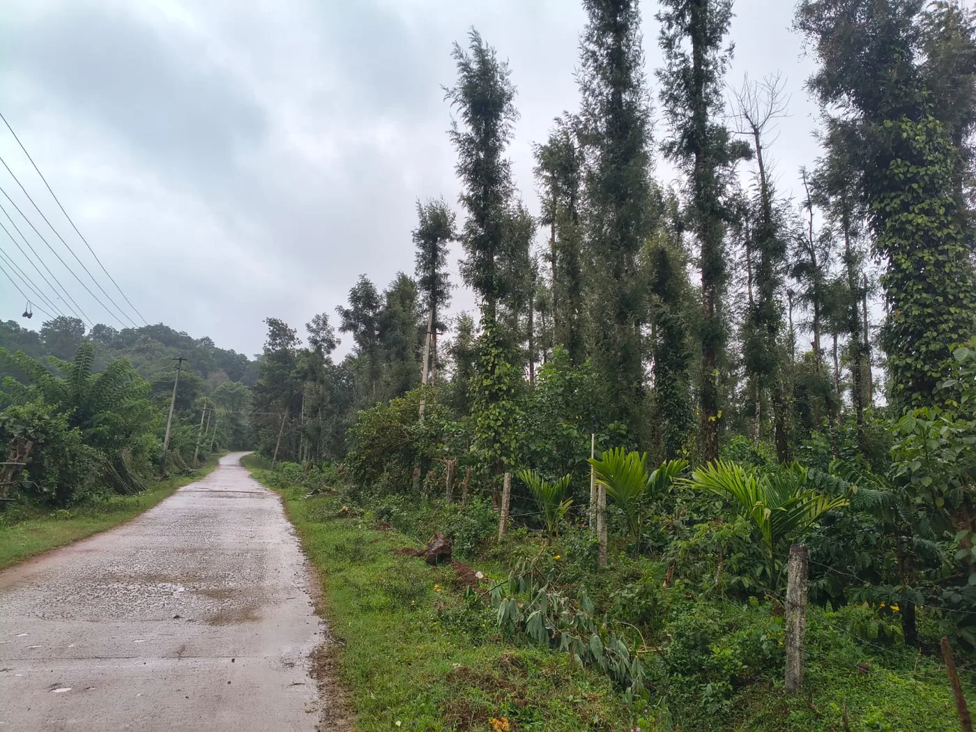 4.5 Acres Coffee Estate For Sale In Kodlipet, Coorg  Robusta, Arecanut & Pepper Plantation Near Backwaters