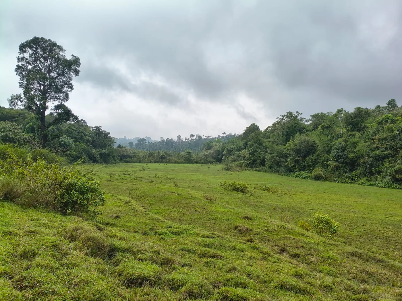 4.5 Acres Agricultural Land For Sale In Sakleshpur  Near Nh 75 With Stream & Scenic Views