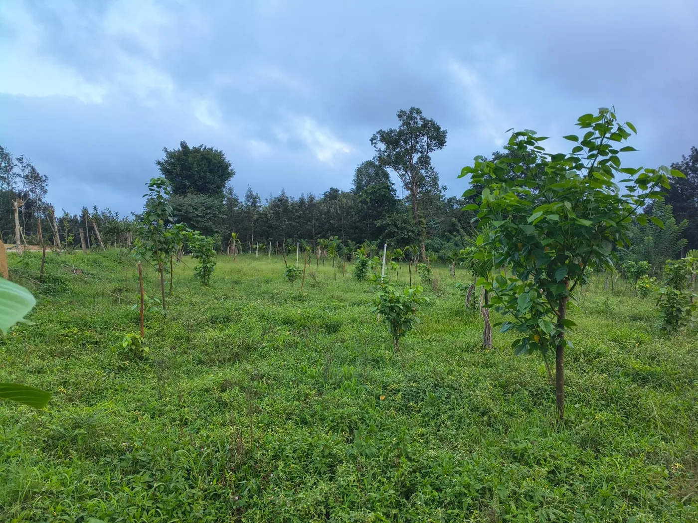 1 Acre 6 Guntas Prime Land For Sale Between Hassan & Sakleshpur  Near Nh 75