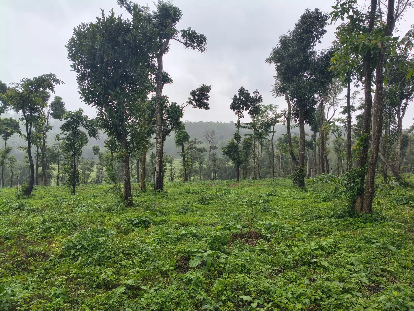 8 Acres Scenic Coffee & Arecanut Plantation Land For Sale In Sakleshpur  Near State Highway