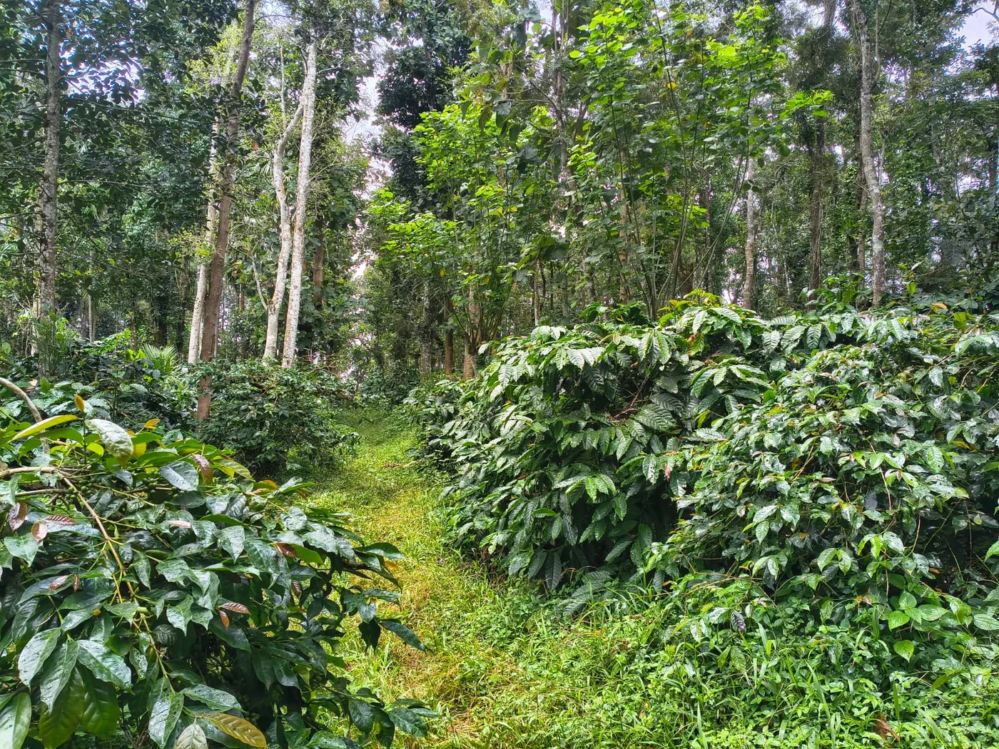 4 Acres Coffee Estate For Sale In Belur  Robusta, Arabica & Black Pepper Plantation