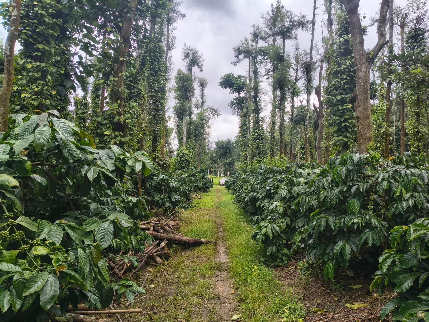 3 Acres Premium Well-Maintained Coffee Plantation for Sale in Sakleshpur – Prime Location Near State Highway