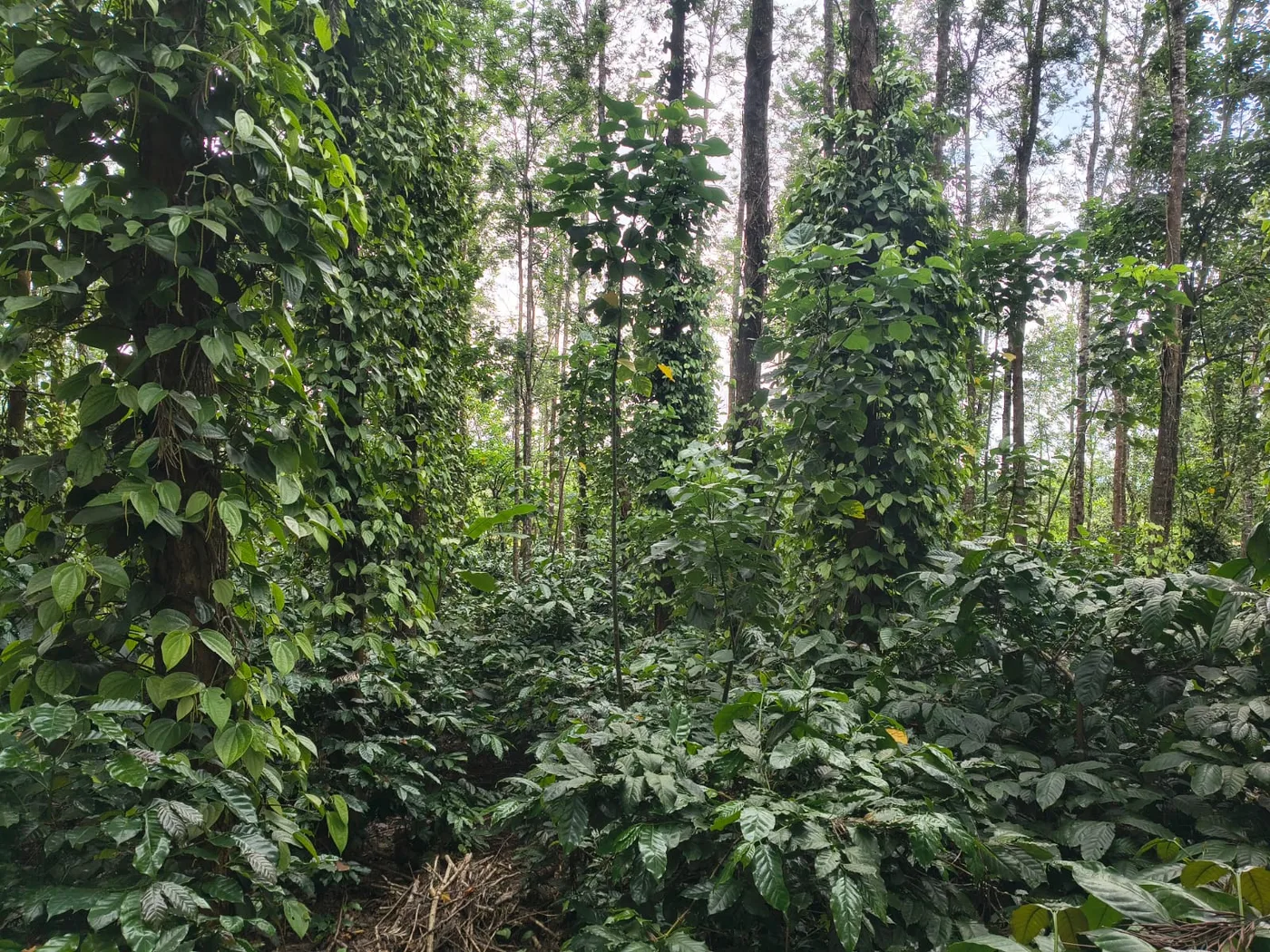 2 Acres 15 Guntas State Highway Touching Coffee Plantation for Sale in Alur – Prime Location, Borewell & Excellent Investment Potential