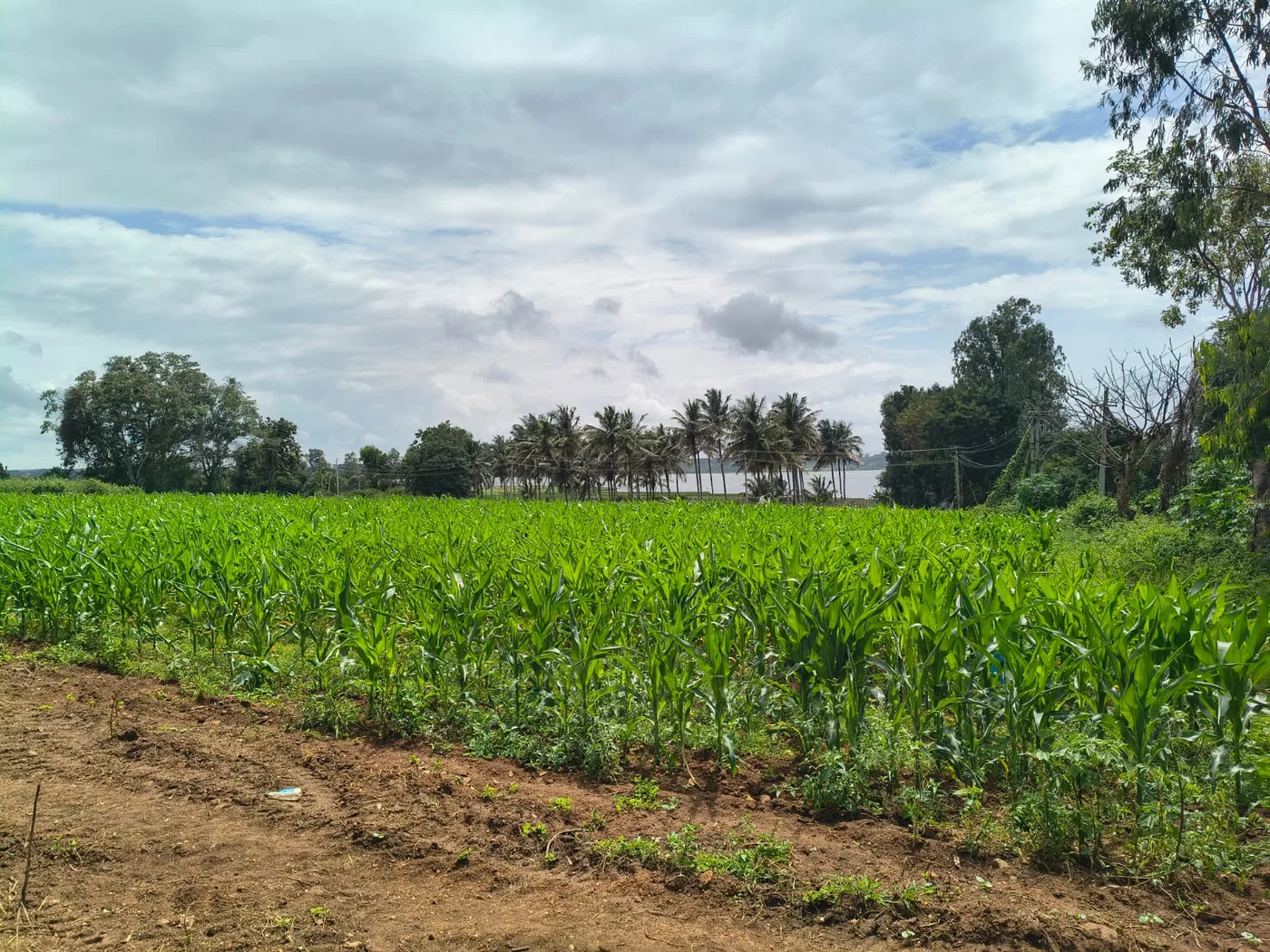 26 Guntas Scenic Agricultural Land for Sale Near NH 373 Between Belur & Chikkamagaluru