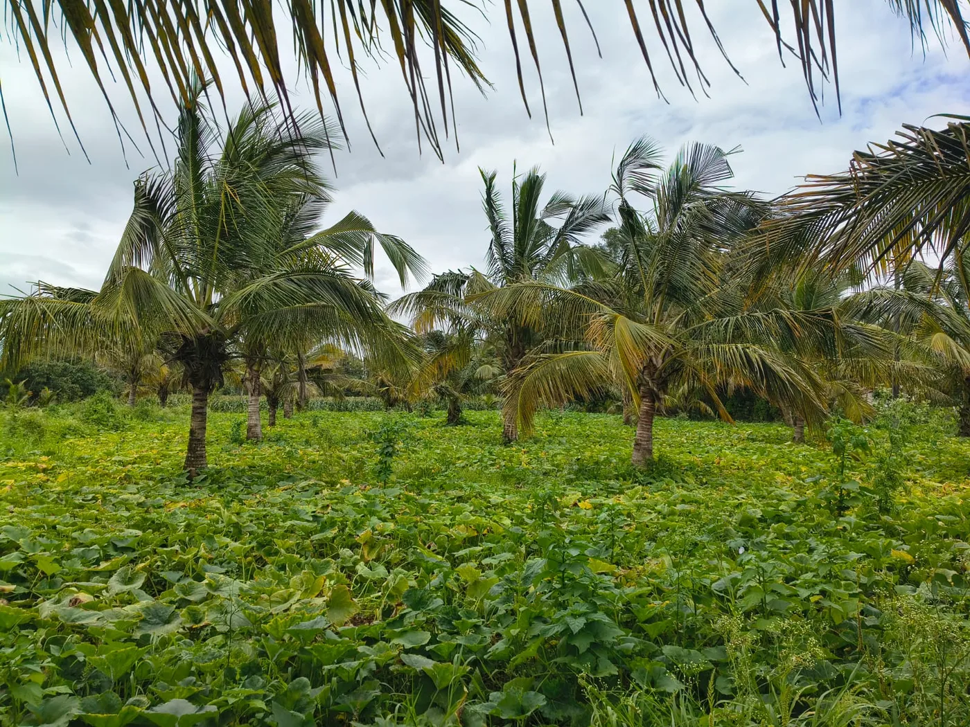 2 Acres Coconut Plantation with Beautiful House for Sale in Belur, Hassan – Near NH 373