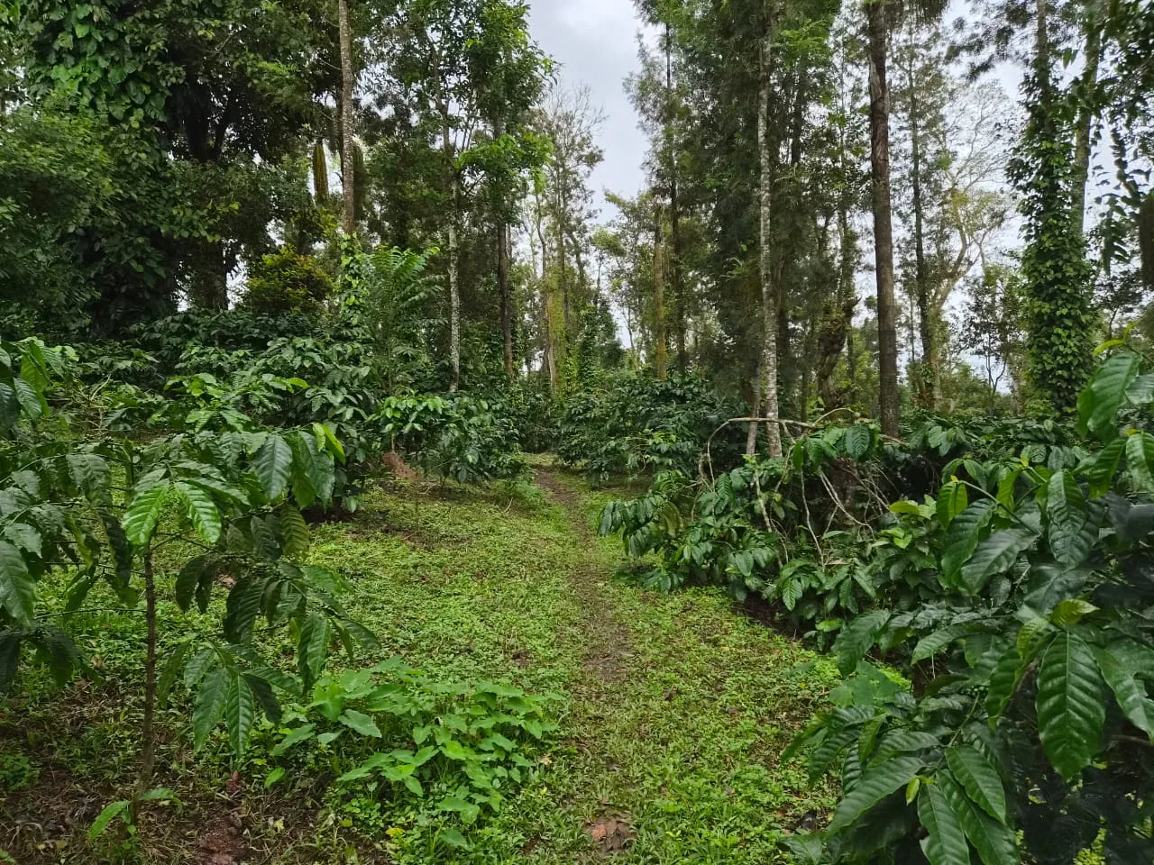 3.5 Acres Well-Maintained Coffee Plantation for Sale in Sakleshpur – Near Highway with Borewell & Good Road Access