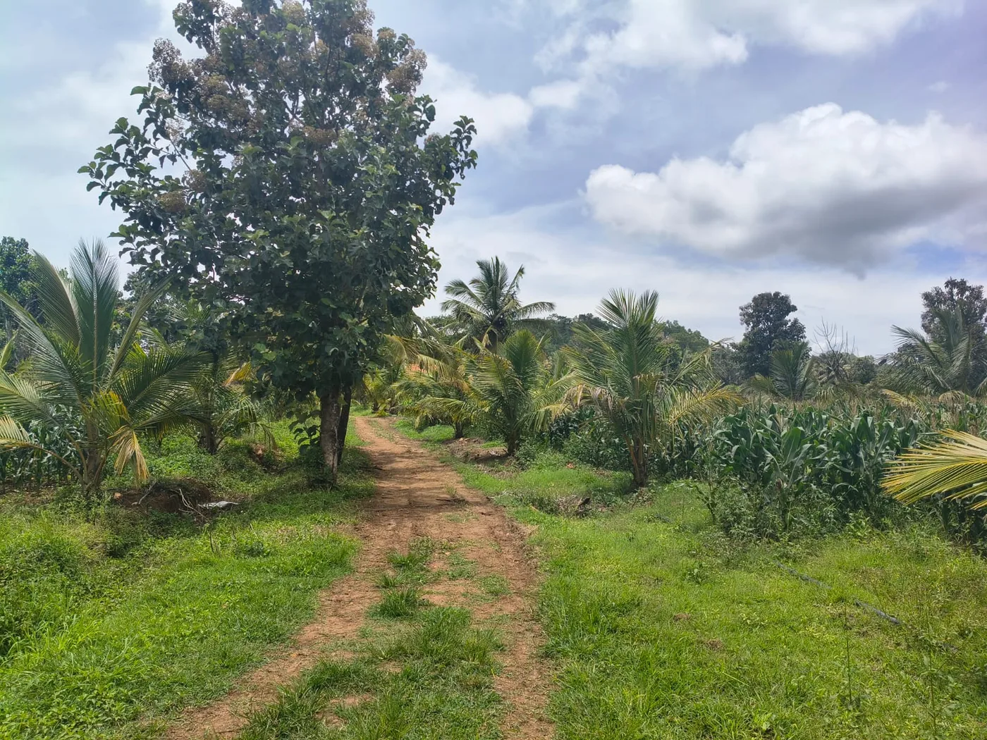 12 Acres Lakefront Farm Land with Coconut & Arecanut Plantation for Sale in Hassan