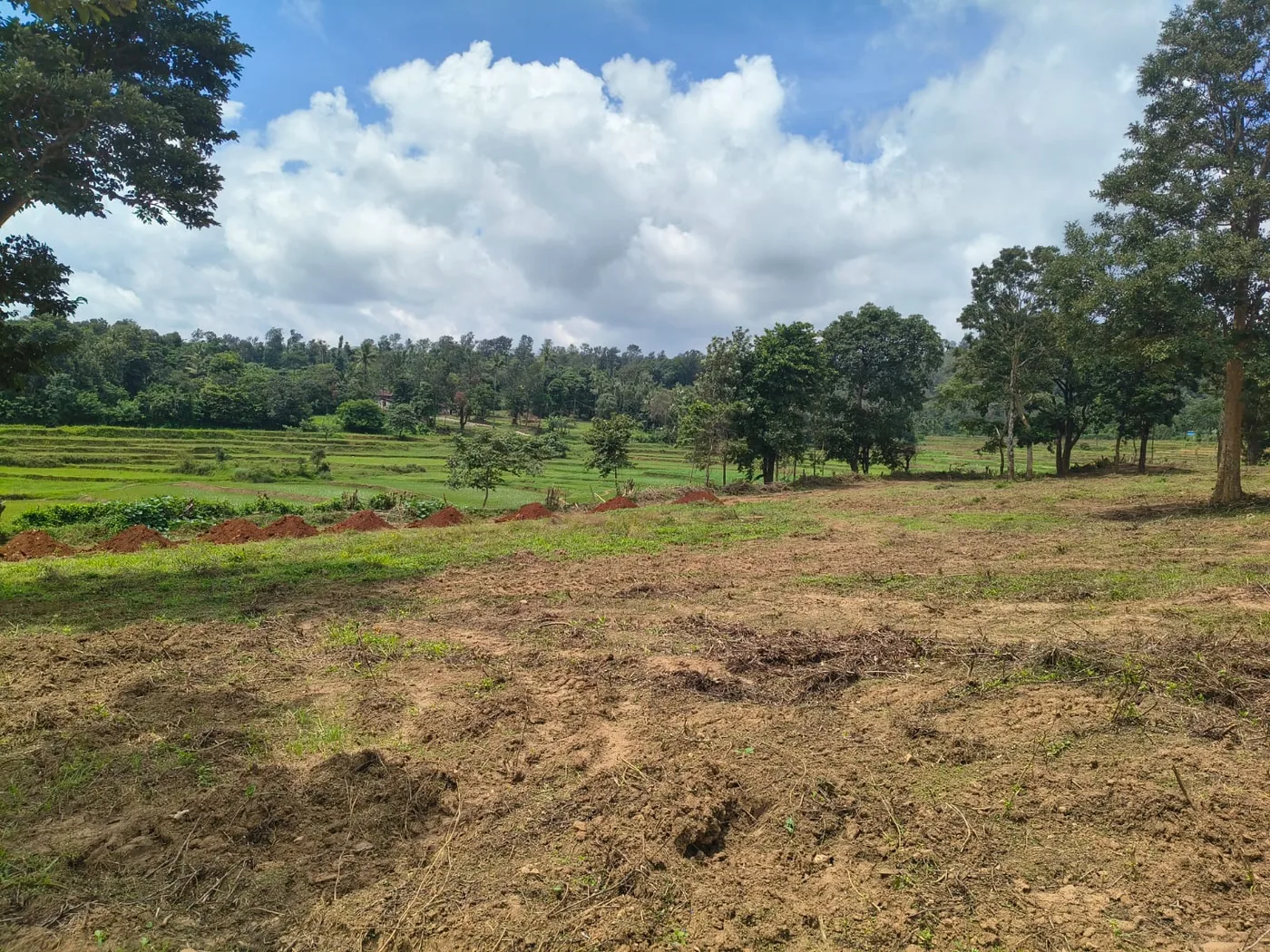 9 Acres Scenic Coffee Plantation Land for Sale Near Ballupet, Sakleshpur – Ideal for Coffee, Homestay & Farm Development