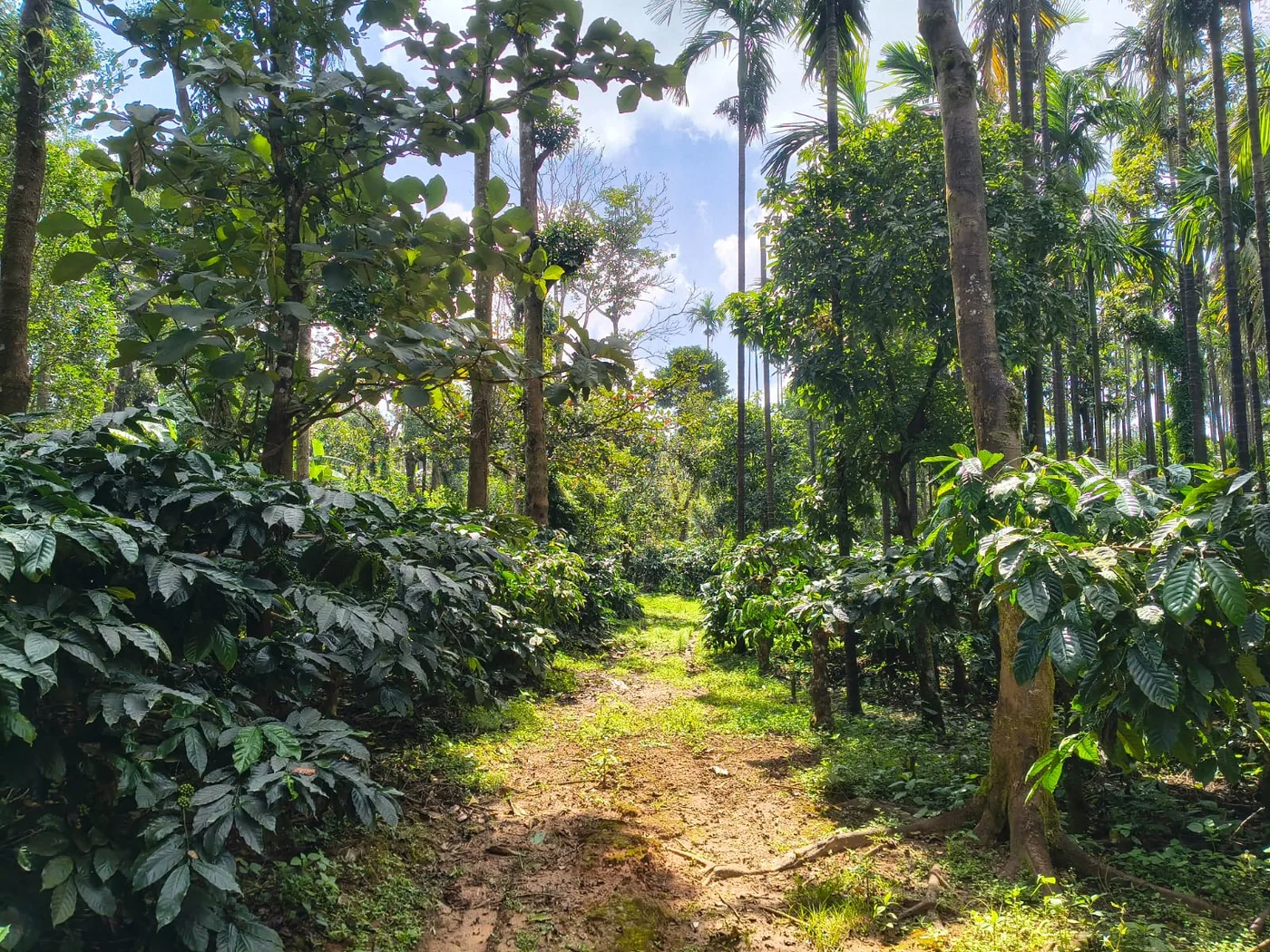 3 Acres plus 3 Acres Extra Multi-Crop Coffee, Arecanut & Cardamom Plantation for Sale in Sakleshpur