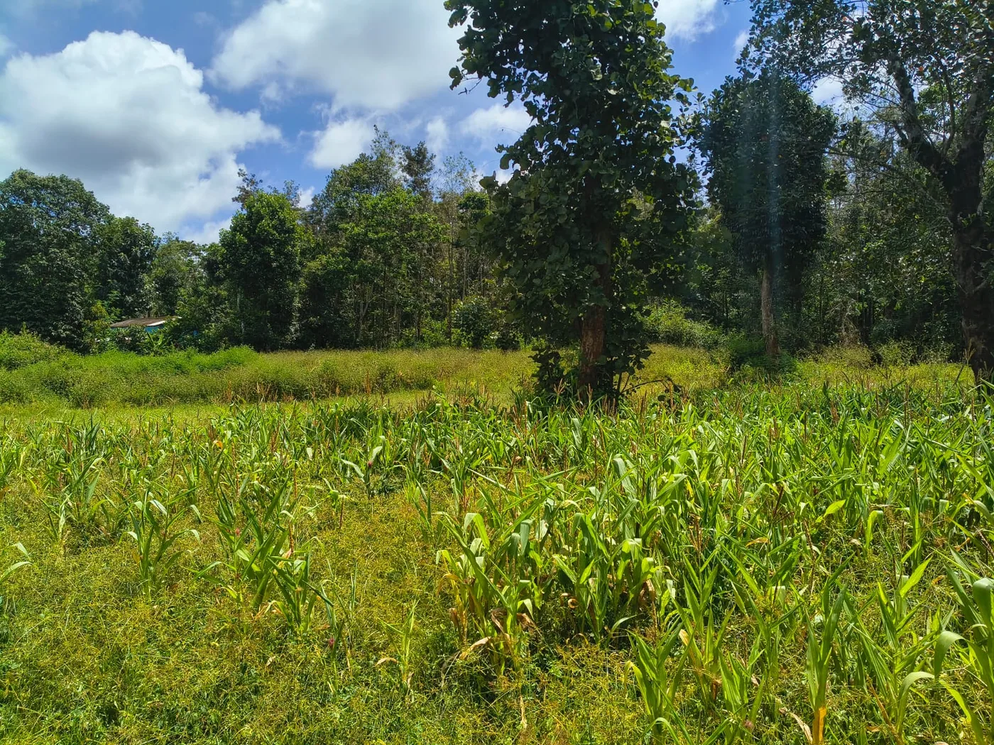 1 Acre Agricultural Land for Sale in Sakleshpur – Prime Location with Tar Road Access