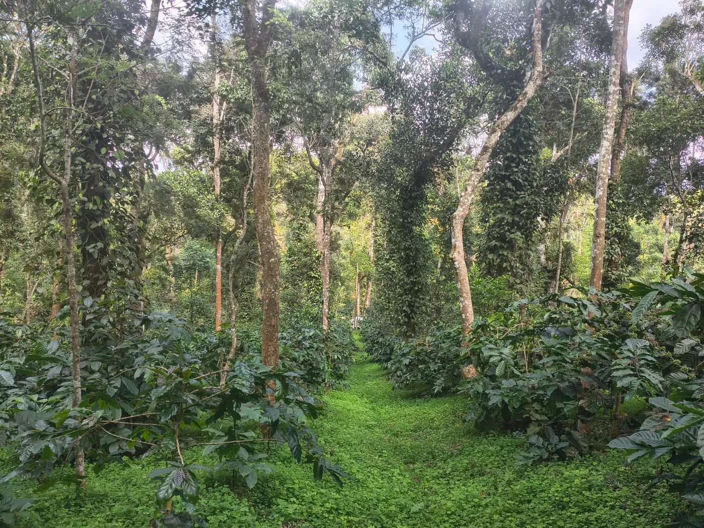 3 Acres Well-Maintained Coffee Estate for Sale in Sakleshpur | Tar Road Access & Mature Trees