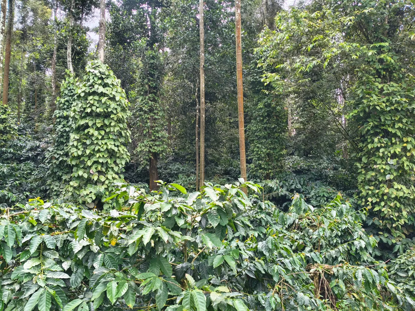 6 Acres Well-Maintained Coffee Estate for Sale in Belur – Arehalli–Tholalu