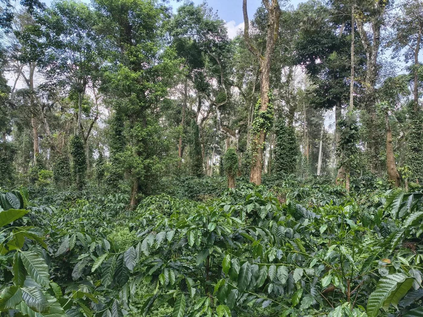 9 Acres Coffee Estate for Sale in Sakleshpur – Prime Location with Tar Road Access