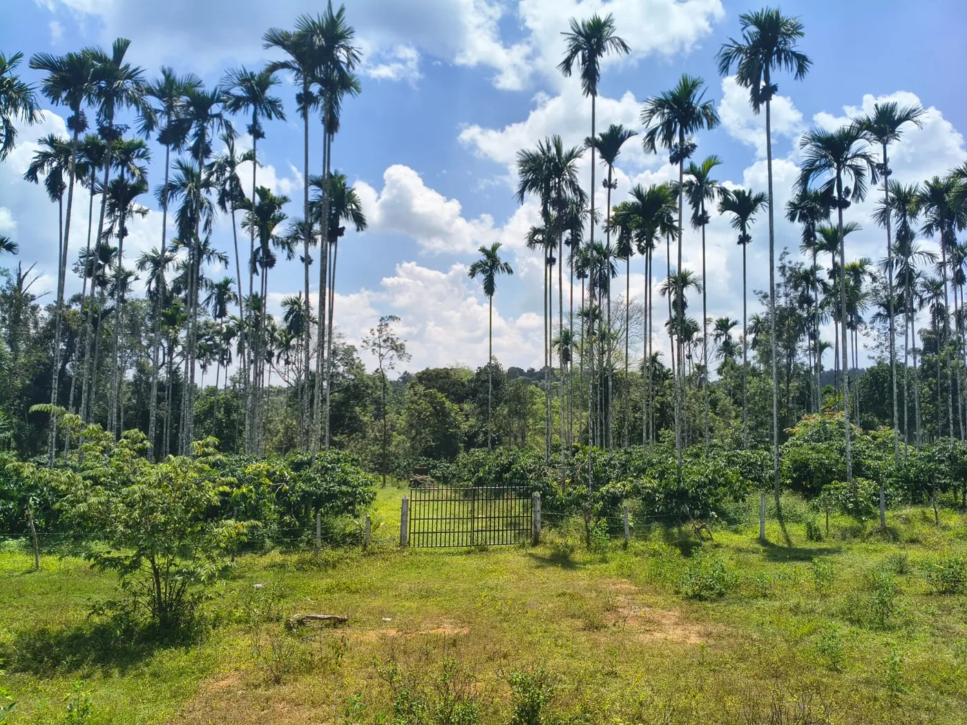 1 Acre 22 Guntas Coffee & Arecanut Plantation for Sale in Sakleshpur