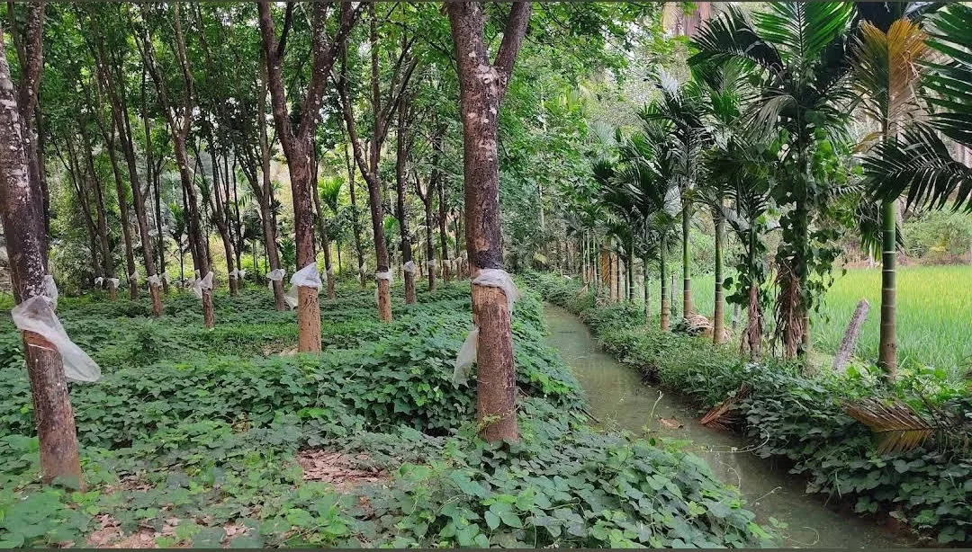 20 Acre Rubber Plantation for Sale in Karkala, Udupi | Cottage & Poultry Farm