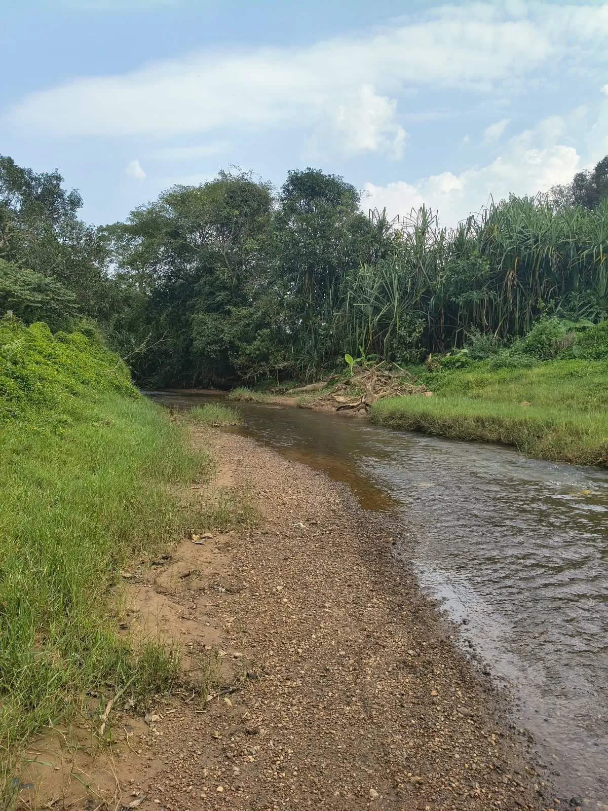 2 acres of stream-touch agricultural land for sale in Sakleshpur, featuring flat terrain, fertile soil, a pond and scenic plantation and paddy field views. Fully fenced and gated, the property is currently covered with bushes requiring clearing. Located 1