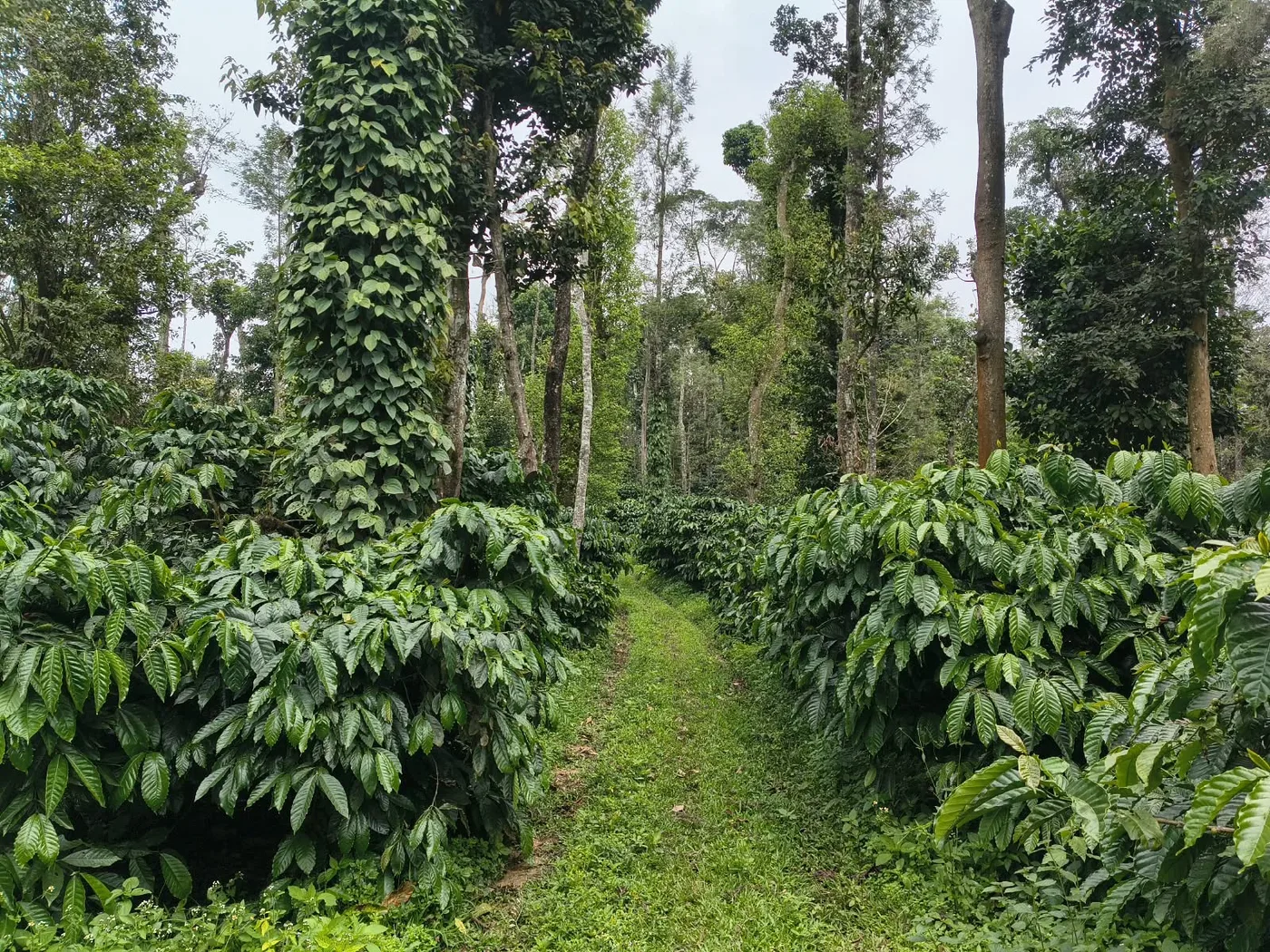 40-Acre Well-Maintained Coffee Estate for Sale in Sakleshpur with Bungalow, Pond & Irrigation Facilities